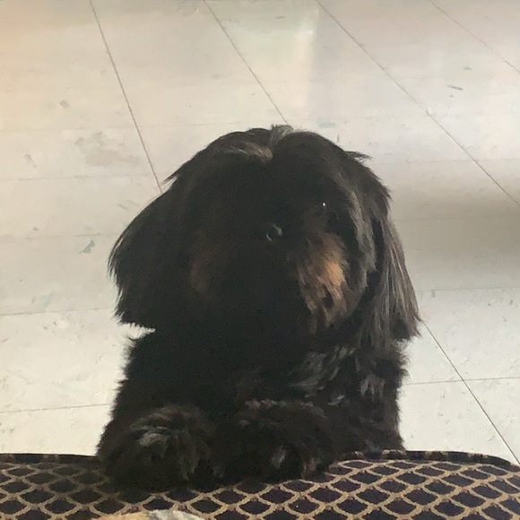 Meet your Posher, Vijjeara - Picture 1 of 1